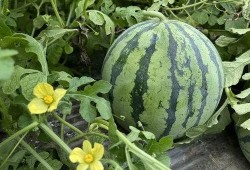 吃瓜不舒服,揭秘夏日消暑美食的隐藏风险