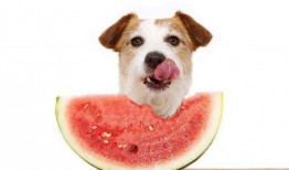 付瓜狗狗可以吃吗,付瓜狗狗可食用性探讨