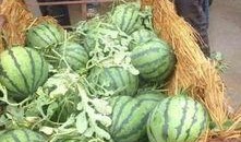 木器厂1998吃瓜,吃瓜群众的见证与回忆