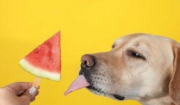 付瓜狗狗可以吃吗,付瓜狗狗可食用性探讨