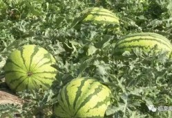 康乐县吃瓜,尽享夏日田园美味