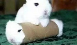 萌兔吃瓜头像,趣味横生的日常瞬间