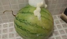 泡着吃的瓜