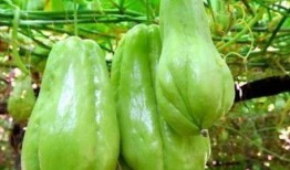 吃木耳可以吃佛手瓜吗