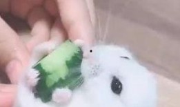 老鼠最新吃瓜,老鼠视角下的娱乐圈最新瓜料揭秘