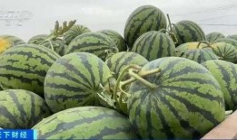 西和县最新吃瓜,揭秘当地特色美食背后的故事