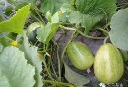 吃瓜就来瓜园,揭秘娱乐圈那些不为人知的幕后故事