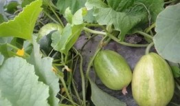 吃瓜就来瓜园,揭秘娱乐圈那些不为人知的幕后故事