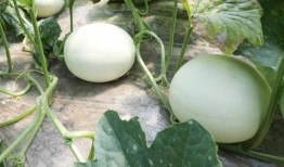 八玉瓜怎么吃,解锁美味新体验