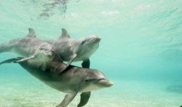 海豚吃瓜入口,瓜果飘香中的海洋奇观