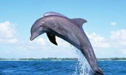 海豚吃瓜入口,瓜果飘香中的海洋奇观