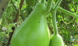 请问瓠瓜怎么吃,解锁美味新体验