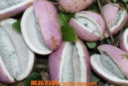 孕妇吃八月瓜,营养与健康的双重保障