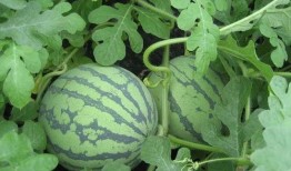 吃瓜就来瓜园,揭秘娱乐圈那些不为人知的幕后故事