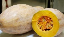 月子妈妈可以吃洋瓜尖吗,月子妈妈适宜食用洋瓜尖的探讨