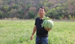 杨翼吃瓜,揭秘娱乐圈幕后故事