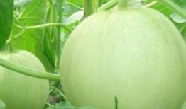 孕妇吃蜜瓜好吗,孕妇适量食用蜜瓜有益健康