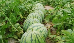 sweetie吃瓜基地,娱乐圈幕后风云大揭秘