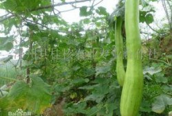 黑砍瓜怎么吃,解锁美味新体验