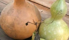 痔疮可以吃葫芦瓜吗图片