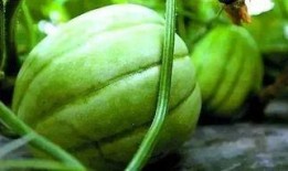 sweetie吃瓜基地,娱乐圈幕后风云大揭秘