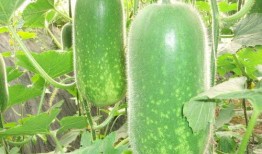 手扶瓜要怎样吃