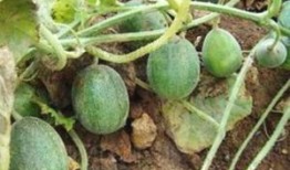 吃瓜读音,探寻“吃瓜群众”的趣味生活