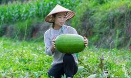 瓜地里吃西瓜绘画,西瓜与绘画的甜蜜邂逅