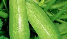 西和县最新吃瓜,揭秘当地特色美食背后的故事