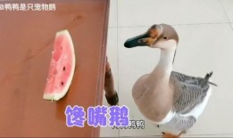 鹅吃不吃瓜