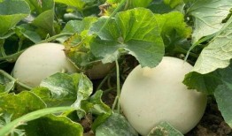 吃瓜吃出各种味道