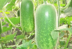 一周六可以吃八梭瓜吗,八梭瓜的饮食极限