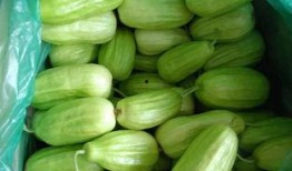 棱瓜哪里吃的多,探寻我国各地美食中的“绿色宝藏”